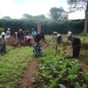 Raise Fund For DCCF Rural Farm Project for Widows Empowerment