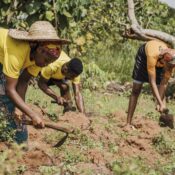 Raise Fund For DCCF Rural Farm Project for Widows Empowerment